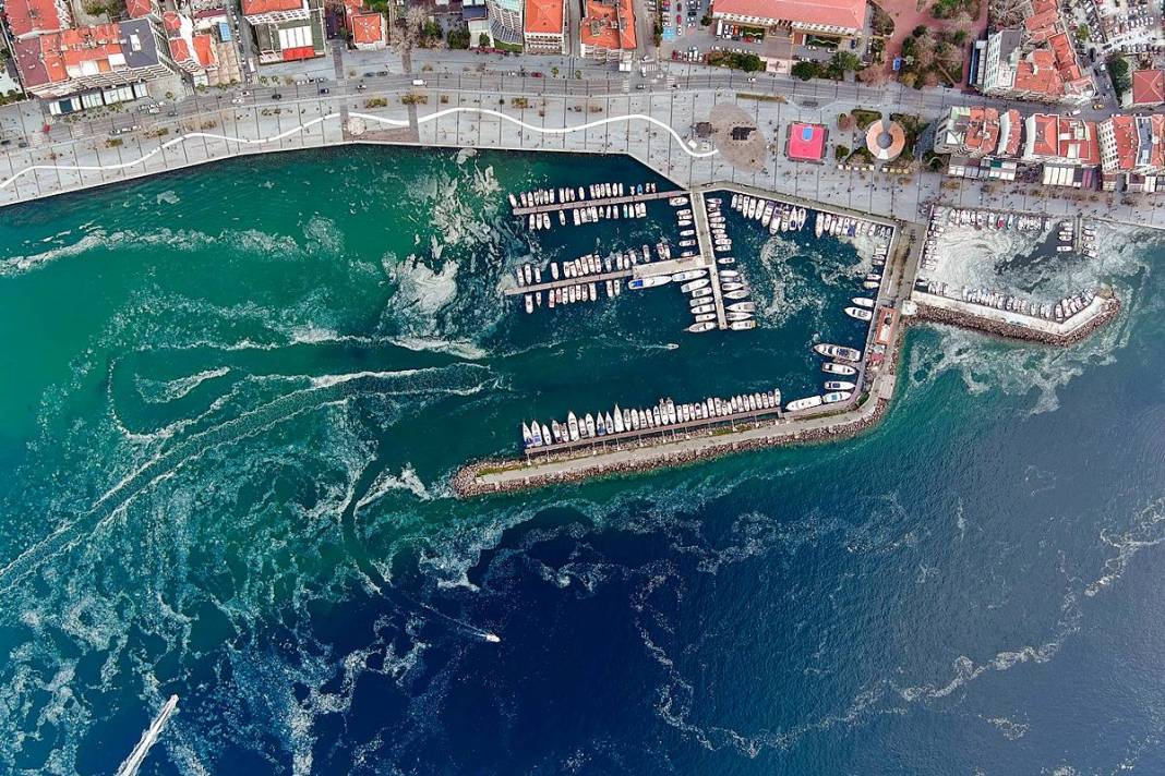 Müsilajla mücadele etmeleri için o bölgeye öbek öbek yerleştiriliyor! Bakanlık, sanayi, üniversite, TÜBİTAK işbirliği 3